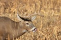 Whitetail Deer Buck in Autumn Royalty Free Stock Photo