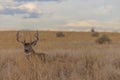 Whitetail Deer Buck Bedded in Autumn Royalty Free Stock Photo