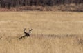 Whitetail Deer Buck Bedded  in Colorado in Autumn Royalty Free Stock Photo