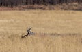 Whitetail Deer Buck Bedded  in Colorado in Fall Royalty Free Stock Photo