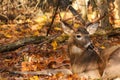 Whitetail Deer Buck Bedded Royalty Free Stock Photo