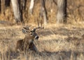 Whitetail Deer Buck Bedded in Fall Royalty Free Stock Photo