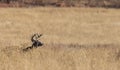 Whitetail Deer Buck Bedded in Fall Royalty Free Stock Photo