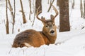 Whitetail Deer Buck Bedded Down In The Fresh Winter Snow Royalty Free Stock Photo