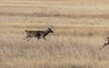 Whitetail Deer Buck Chasing Doe in the Fall Rut Royalty Free Stock Photo