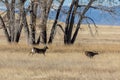 Rutting Whitetail Deer Buck Chasing Doe Royalty Free Stock Photo