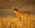 Whitetail Deer Buck pauses to check for danger while standing in open Royalty Free Stock Photo