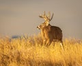 Whitetail Deer Buck checks for danger while moving through field