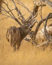 Whitetail Deer Buck checks his back trail during hunting season Royalty Free Stock Photo