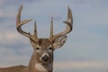 Whitetail Deer Buck Close Up in Autumn Royalty Free Stock Photo