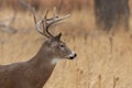 Whitetail Deer Buck Close up in Autumn Royalty Free Stock Photo