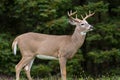 Whitetail Deer Buck Royalty Free Stock Photo