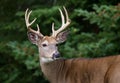 Whitetail Deer Buck Royalty Free Stock Photo