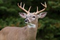 Whitetail Deer Buck Royalty Free Stock Photo