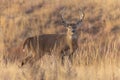 Whitetail Deer Buck in Colorado in Autumn Royalty Free Stock Photo