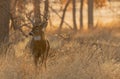 Whitetail Deer Buck in Autumn at Sunrise Royalty Free Stock Photo