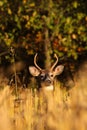 Whitetail Deer Buck in Cut Corn Field