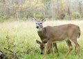 Whitetail Deer Buck And Doe Royalty Free Stock Photo