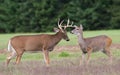 Whitetail Deer Buck and Doe Royalty Free Stock Photo