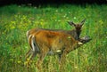 Whitetail Deer - Buck and Doe Royalty Free Stock Photo