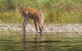Whitetail Deer Buck Drinking Along a Lake Shore Royalty Free Stock Photo