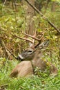 Whitetail Deer Buck Fall Rut Bedded Royalty Free Stock Photo