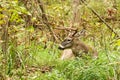 Whitetail Deer Buck Fall Rut Bedded Royalty Free Stock Photo