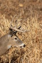 Whitetail Deer Buck Portrait in Autumn Royalty Free Stock Photo