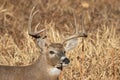 Whitetail Deer Buck Portrait in Autumn Royalty Free Stock Photo