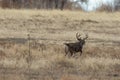 Running Whitetail Deer Buck in Fall Royalty Free Stock Photo