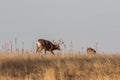 Whitetail Deer Buck Rutting Royalty Free Stock Photo