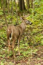 Whitetail Deer Buck Fall Rut Royalty Free Stock Photo