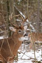 Whitetail Deer Buck Fall Rut Royalty Free Stock Photo