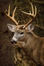 Whitetail Deer Buck Fall Rut Royalty Free Stock Photo