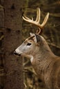 Whitetail Deer Buck Fall Rut Royalty Free Stock Photo