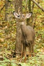 Whitetail Deer Buck Fall Rut Royalty Free Stock Photo