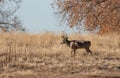 Whitetail Deer Buck in the Fall Rut Royalty Free Stock Photo