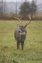 Whitetail deer buck in a field Royalty Free Stock Photo