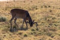 Whitetail Deer Buck Grazing Royalty Free Stock Photo