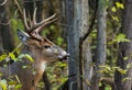 Whitetail Deer Buck Side Profile in Forest Royalty Free Stock Photo