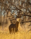 Whitetail Deer Buck licks lips while traveling through wooded terrain Royalty Free Stock Photo