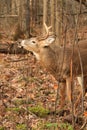 Whitetail Deer Buck Lip Curl and Rub Royalty Free Stock Photo