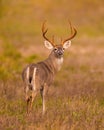 Whitetail Deer Buck looks behind him wile traveling through field Royalty Free Stock Photo