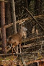 Whitetail Deer Buck During the Rut
