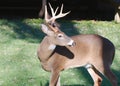 A whitetail deer buck looks to its rear in suburban Maryland