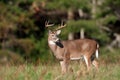 Whitetail deer buck in a meadow Royalty Free Stock Photo