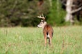 Whitetail deer buck in a meadow Royalty Free Stock Photo