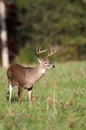 Whitetail deer buck in a meadow Royalty Free Stock Photo
