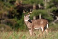 Whitetail deer buck in a meadow Royalty Free Stock Photo