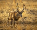 Whitetail Deer Buck with non-typical antlers Royalty Free Stock Photo